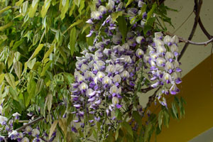 Wisteria